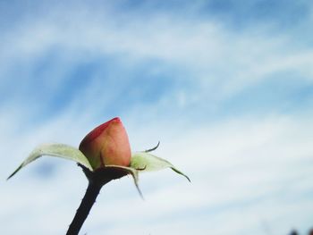 Low angle view of rose against sky