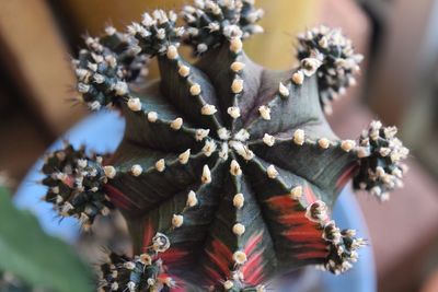 Close-up of christmas decoration