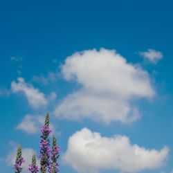 Low angle view of flowering plant against blue sky