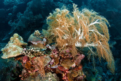 Fish swimming in sea