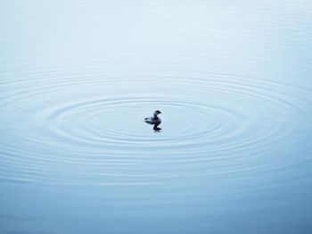 Duck swimming in water