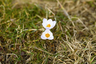 High angle view of white crocus flower on field