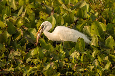 View of a bird