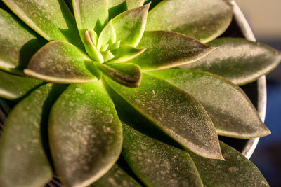 Close-up of plant