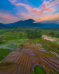 Beautiful morning view indonesia. panorama landscape paddy fields with beauty color and natural