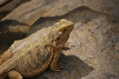 Close-up of lizard