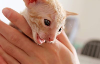 Close-up of hand holding cat