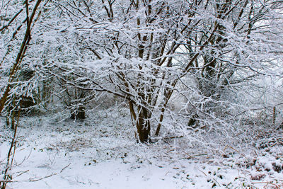 Close-up of frozen bare tree during winter