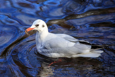 High angle view of bird swimming on lake