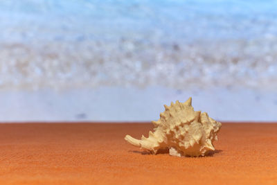 Close-up of shells on the beach