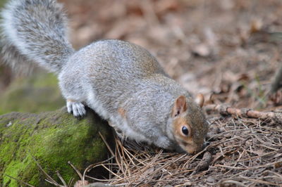 Close-up of squirrel