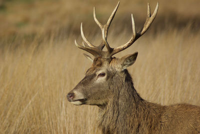 Deer on grassy field looking away