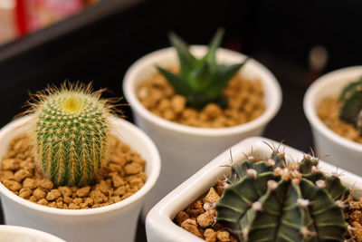 Close-up of potted plants on table