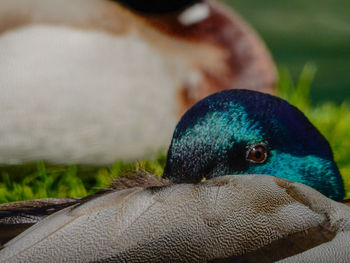 Close-up of peacock