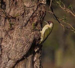 Close-up of bird perching on tree