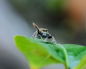 Close-up of spider on leaf