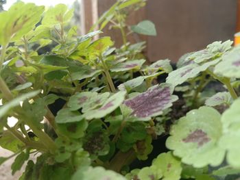 Close-up of fresh green leaves