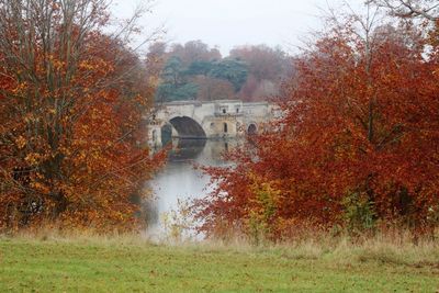 Trees in park during autumn