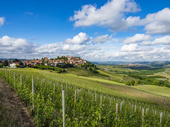 Landscape of langhe and its vineyards