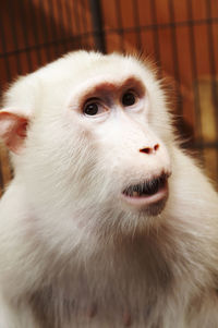 Close-up of a monkey