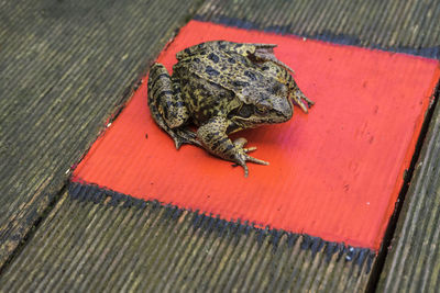 High angle view of frog on coral paint at pier