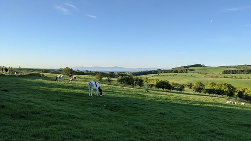 Scenic view of sheep on field against sky