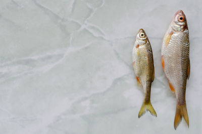 High angle view of fish