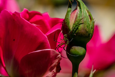 Close-up of insect on pink flower