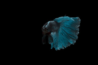 Close-up of bird flying over black background
