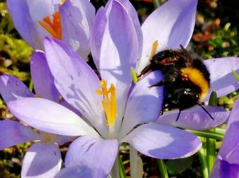 Close-up of bee pollinating on purple flower