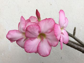 Close-up of pink flowers blooming outdoors