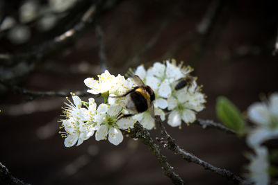 Close-up of bee pollinating flower