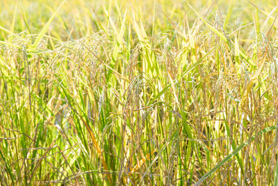 Close-up of rice growing on farm