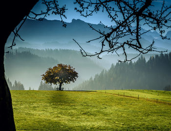 Trees on field against sky