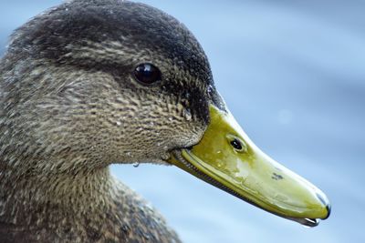 Close-up of duck