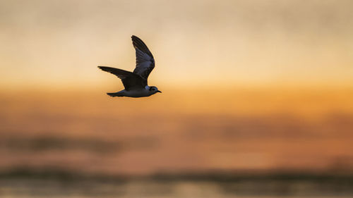 Seagull flying against sky during sunset