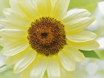 Close-up of yellow flower blooming outdoors