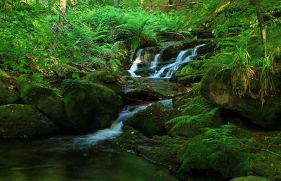 Scenic view of waterfall in forest