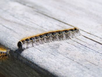 Close-up of bee on wood