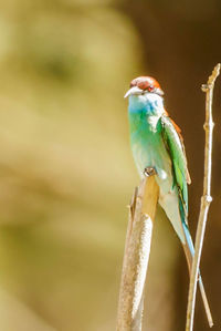 Close-up of bird perching on branch