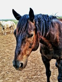 Horse standing in ranch