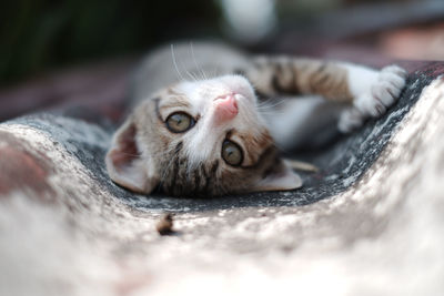 Close-up portrait of a cat