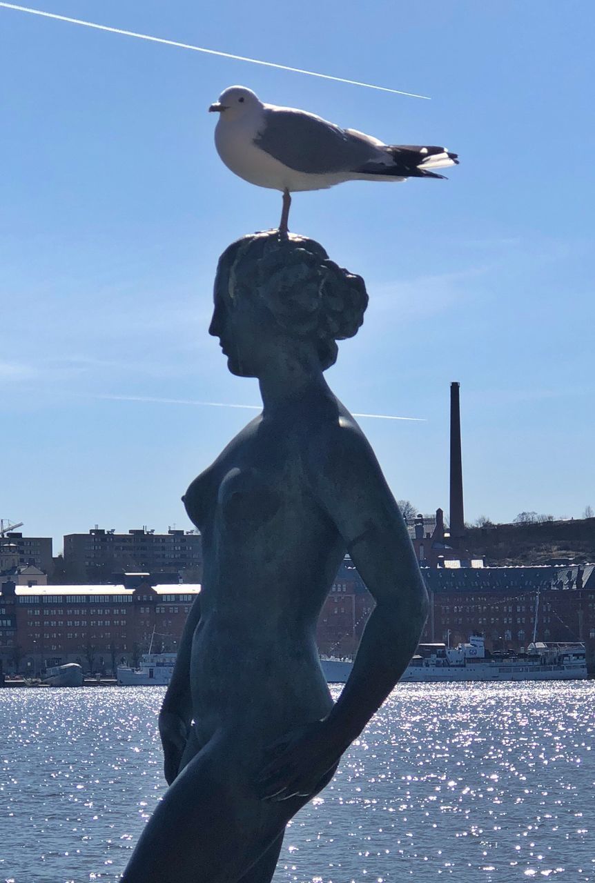 SEAGULL STATUE AGAINST SKY IN CITY