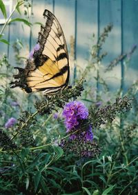 Close-up of butterfly pollinating on purple flower