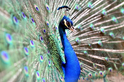 Close-up of peacock