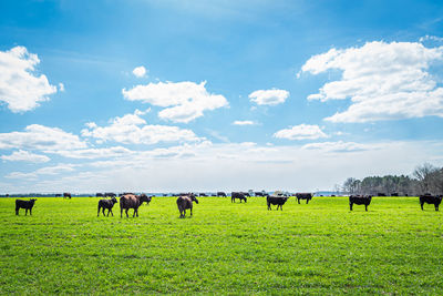 Flock of sheep grazing in field