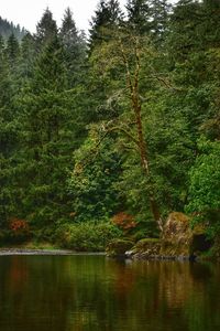 Scenic view of lake in forest