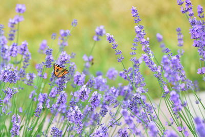 Butterfly pollinating on lavender flowers in park