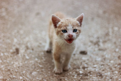 Portrait of cat standing on land