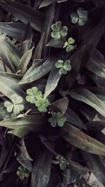 Close-up of leaves